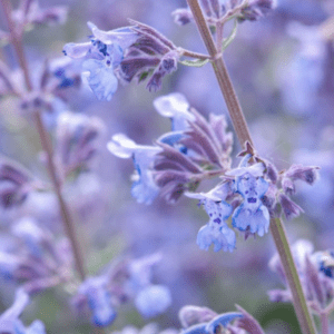 Close-up of delicate blue flowers on slender stems with soft focus background.